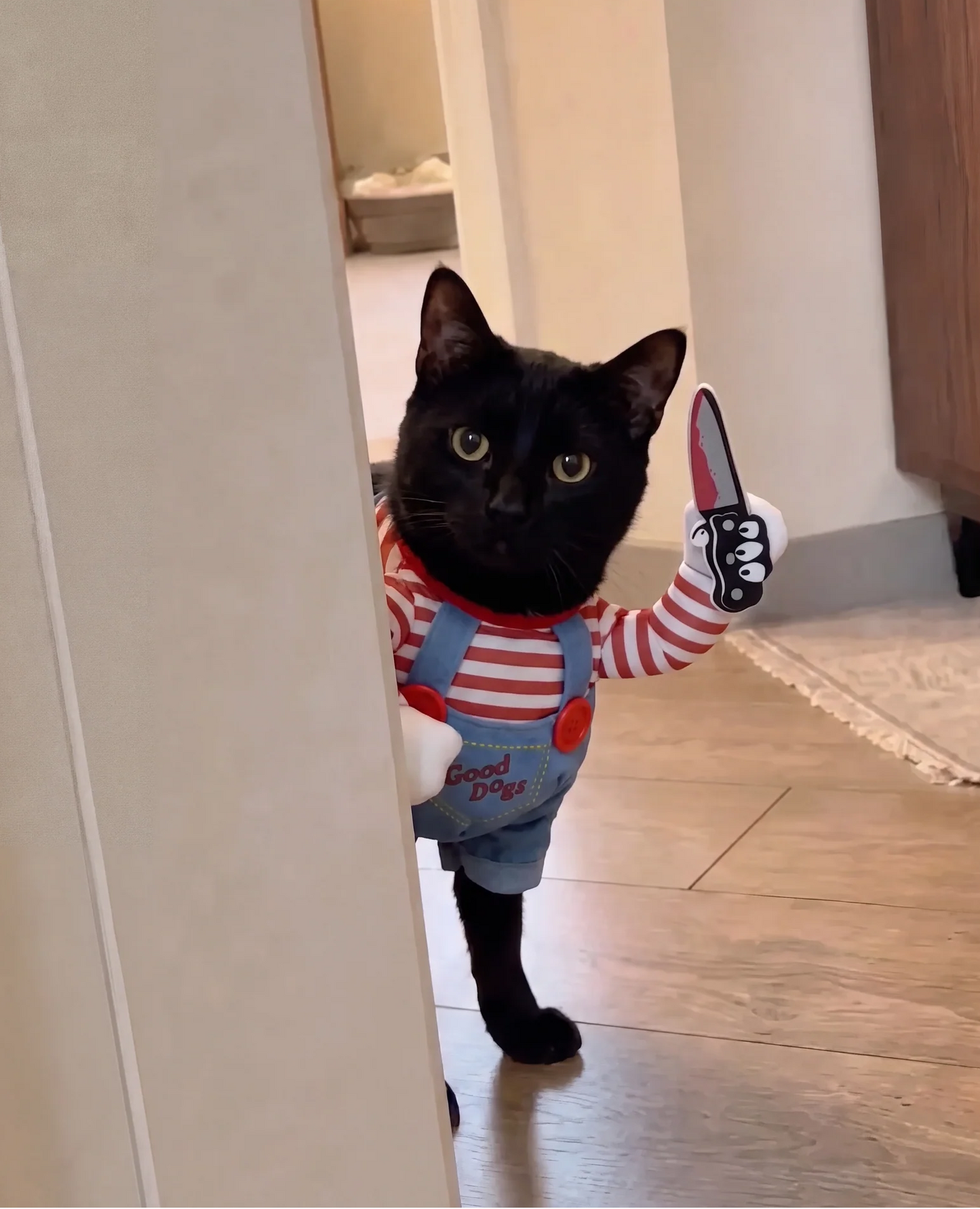 Chucky Cat Costume